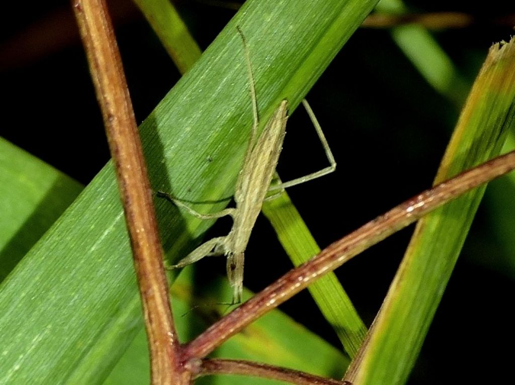 Nabis sp.?  No,ninfa di Reduviidae: Sastrapada baerensprungi